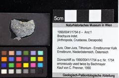 Foto (Objket + Etiketten) von Goniodromites bidentatus (Reuss, 1858) 